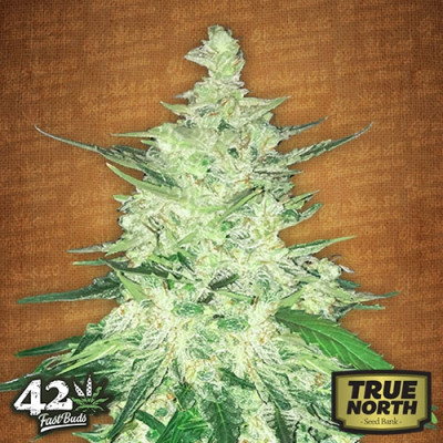 Crack CBD Auto Feminized Seeds (FastBuds)