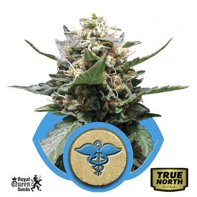 Royal Medic Feminized Seeds (Royal Queen Seeds)