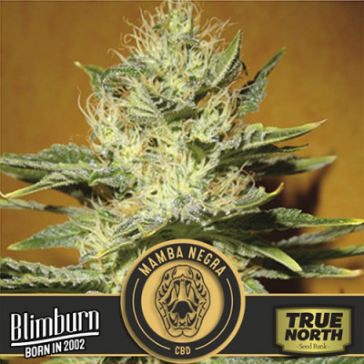 Mamba Negra CBD FEMINIZED Seeds (BlimBurn Seeds)