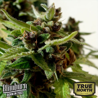 Mamba Negra AUTO CBD FEMINIZED Seeds (BlimBurn Seeds)