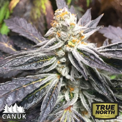 Cement Shoes Regular Seeds (Canuk Seeds) - ELITE STRAIN - CLEARANCE