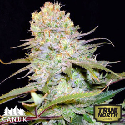 Cheese Feminized Seeds (Canuk Seeds)