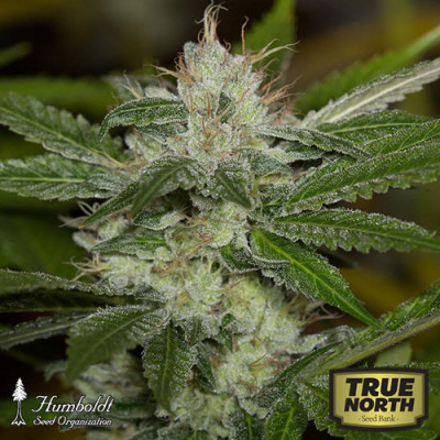 Chemdawg Feminized Seeds (Humboldt Seed Org)