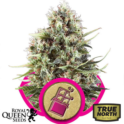 Chocolate Haze Feminized Seeds (Royal Queen Seeds)