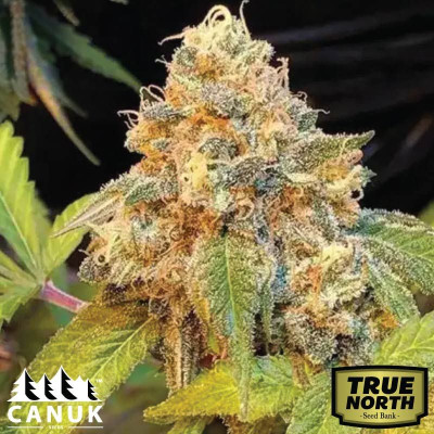 Chocolopez Feminized Seeds (Canuk Seeds) - ELITE STRAIN