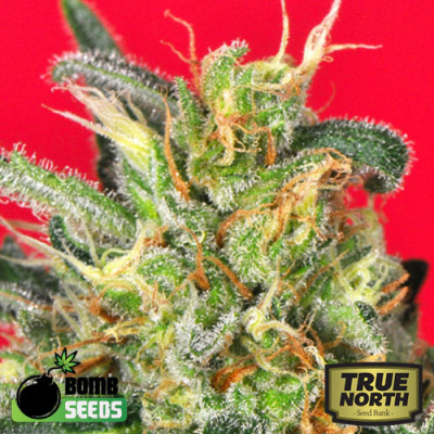 Cluster Bomb Regular Seeds (Bomb Seeds)