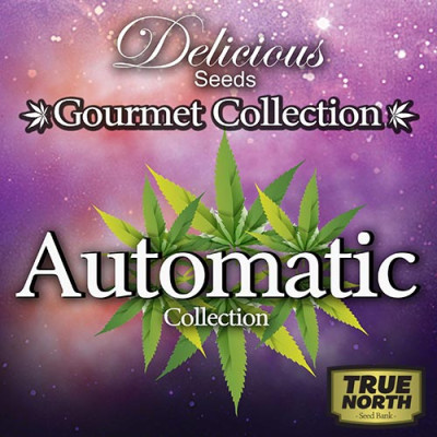 AUTOMATIC Gourmet Collection - Strains #1 (Delicious Seeds)