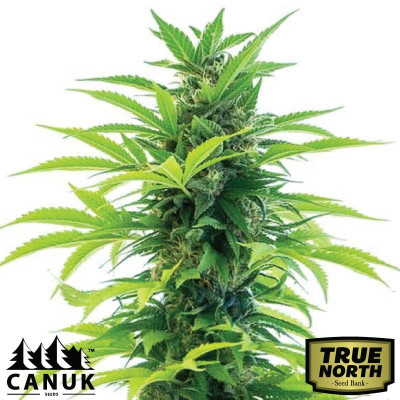 Colombian Gold Feminized Seeds (Canuk Seeds) - ELITE STRAIN