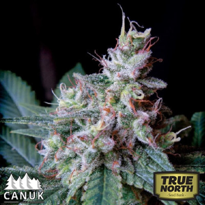 Cream AUTO FEMINIZED Seeds (Canuk Seeds)