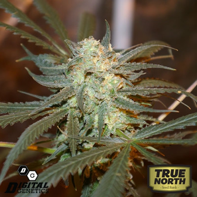 Creamy Berry Blue Strain