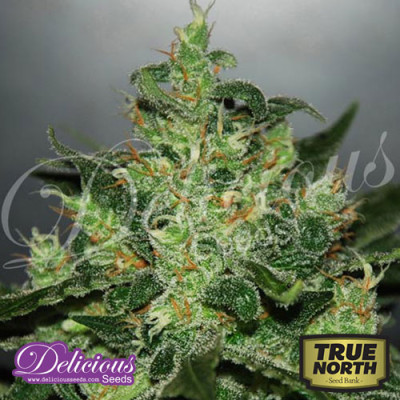 Critical Jack Herer AUTO FEMINIZED Seeds (Delicious Seeds)
