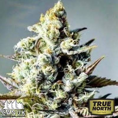 Critical Killer Fast Feminized Seeds (Canuk Seeds) - CLEARANCE