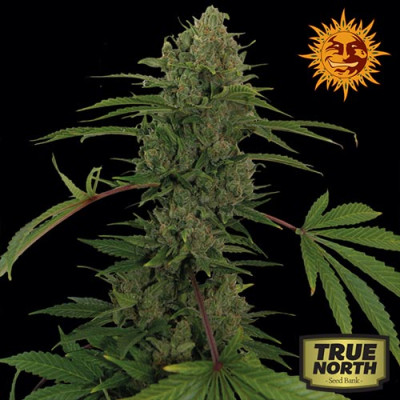 Critical Kush Auto Feminized Seeds (Barney's Farm) - CLEARANCE