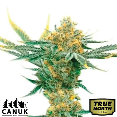 Critical Kush Feminized Seeds (Canuk Seeds) - ELITE STRAIN