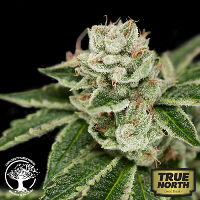 Crockett's Dawg Regular Seeds (Crockett Family Farms)