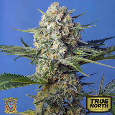 Crystal Candy F1 Fast Feminized Seeds (Sweet Seeds)