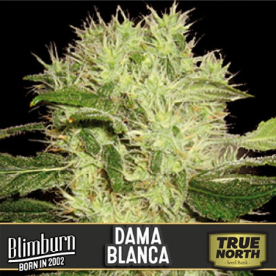 Dama Blanca Feminized Seeds (BlimBurn Seeds)