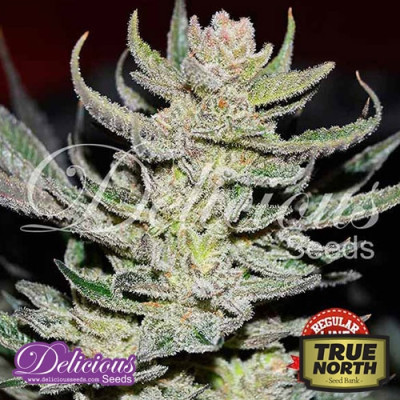 Unknown Kush Regular Seeds (Delicious Seeds)