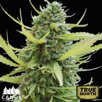 Diesel Feminized Seeds (Canuk Seeds)