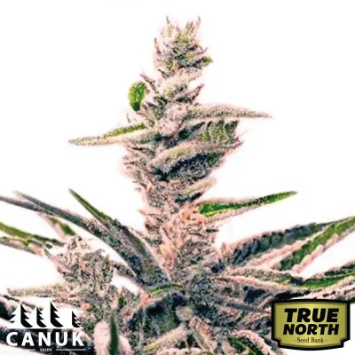 Early Skunk Feminized Seeds (Canuk Seeds) - ELITE STRAIN