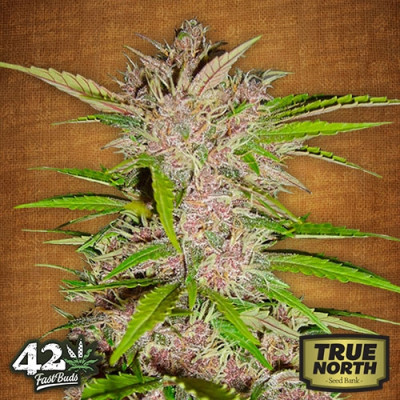 Fastberry Auto Feminized Seeds (FastBuds)