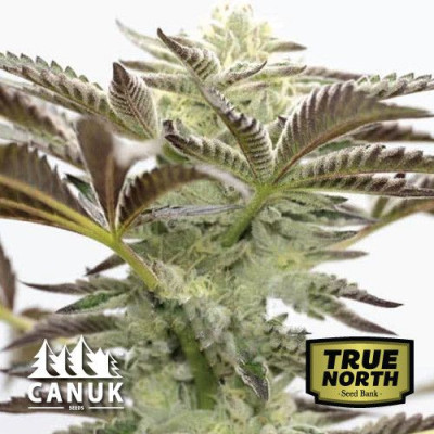 Cake Bomb Fast Version Feminized Seeds (Canuk Seeds) - ELITE STRAIN