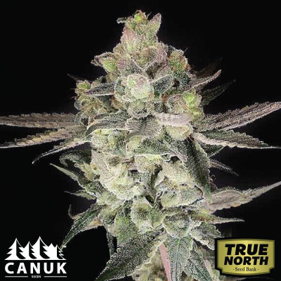Gary Payton Feminized Seeds (Canuk Seeds) - ELITE STRAIN