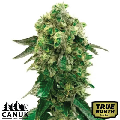 Girl Scout Cookies X Blue Head Band Feminized Seeds (Canuk Seeds) - ELITE STRAIN