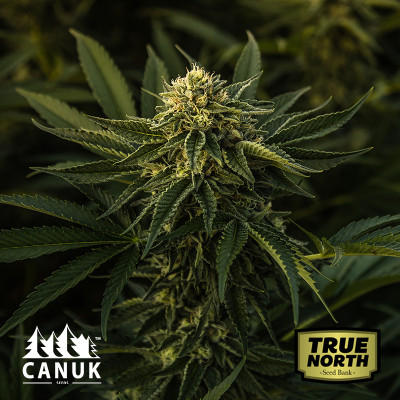 God Bud Regular Seeds (Canuk Seeds) - ELITE STRAIN - CLEARANCE