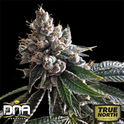 Golden Lemons Feminized Seeds (DNA Genetics)