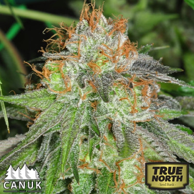 Grandaddy Bruce Feminized Seeds (Canuk Seeds) - ELITE STRAIN 