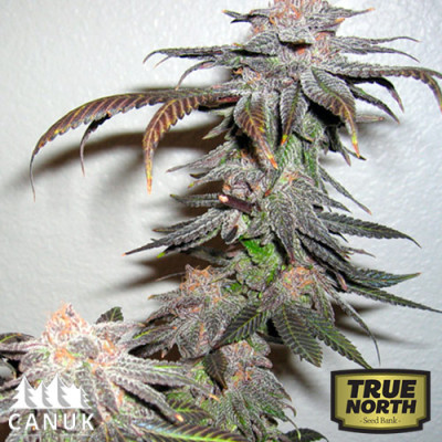 Grand Daddy Purps Regular Seeds (Canuk Seeds) **While Supplies Last**