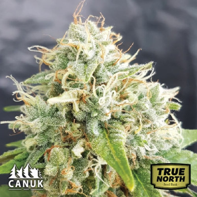 Grapefruit AUTO FEMINIZED Seeds (Canuk Seeds)