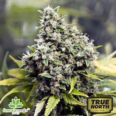 Grapefruit Feminized Seeds  (Female Seeds)