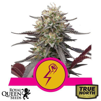 Green Crack Punch Feminized Seeds (Royal Queen Seeds)