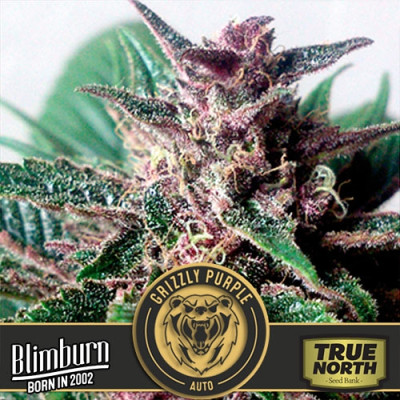 Grizzly Purple AUTO FEMINIZED Seeds (BlimBurn Seeds)