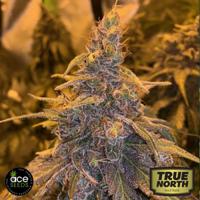 HashPlant Haze x Kali China Strain