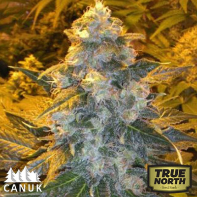 Iced Skunk Feminized Seeds (Canuk Seeds) - CLEARANCE