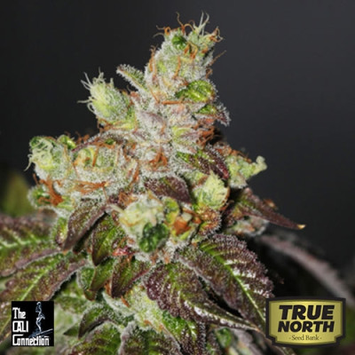 Island Punch FEMINIZED Seeds (Cali Connection) 