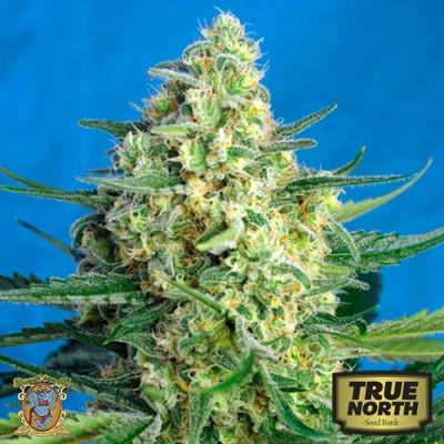 Jack 47 XL Auto Feminized Seeds (Sweet Seeds) - CLEARANCE