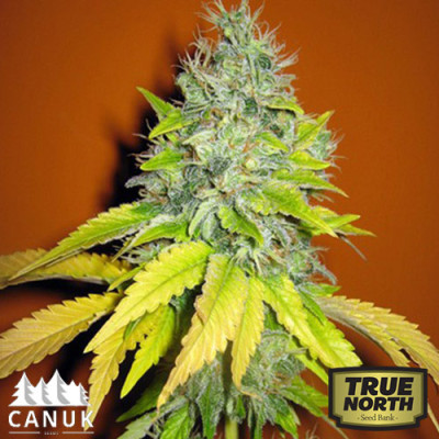 Jack Herer Feminized Seeds (Canuk Seeds)