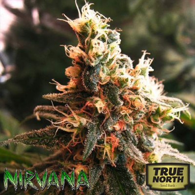 AUTO Jock Horror FEMINIZED Seeds (Nirvana Seeds)