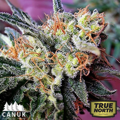 Kushy Kush Feminized Seeds (Canuk Seeds)