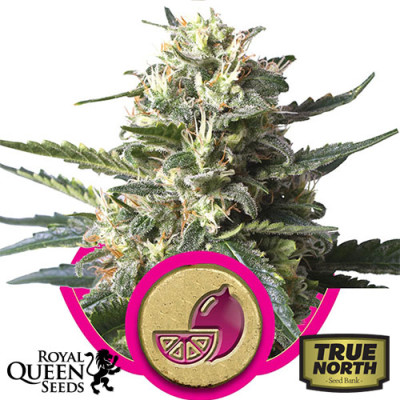 Lemon Shining Silver Haze Feminized Seeds (Royal Queen Seeds)