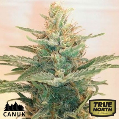 Lemonade OG Feminized Seeds (Canuk Seeds) - CLEARANCE