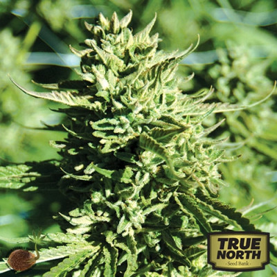 Lost Coast OG REGULAR Seeds (Emerald Triangle)