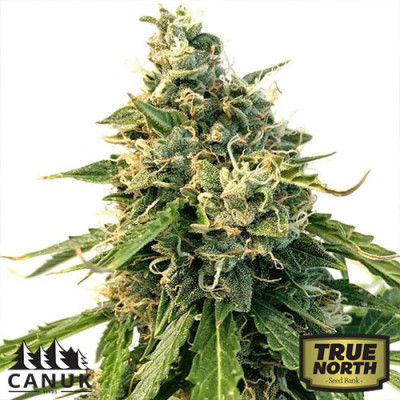 LSD Auto Feminized Seeds (Canuk Seeds) - ELITE STRAIN - CLEARANCE