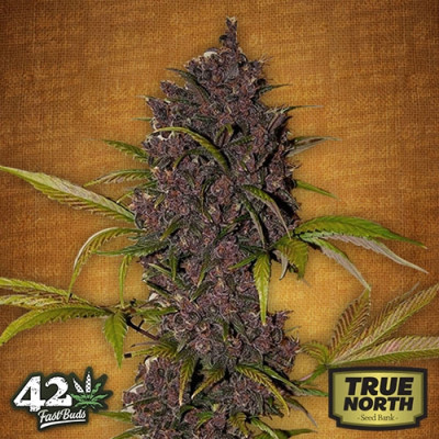 LSD - 25 Auto Feminized Seeds (FastBuds)