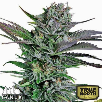 Mango Merengue Feminized Seeds (Canuk Seeds) - ELITE STRAIN 