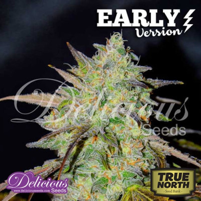 Marmalate Early Version FEMINIZED Seeds (Delicious Seeds) 